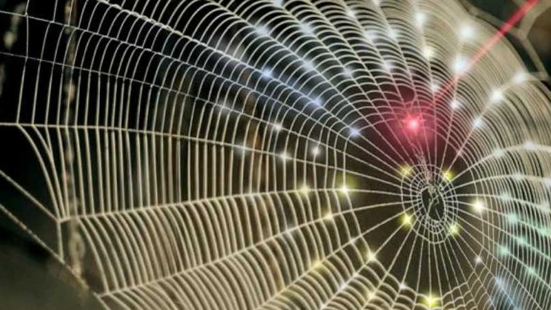 Innovation spins spider web architecture into 3D imaging technology -  Purdue University News