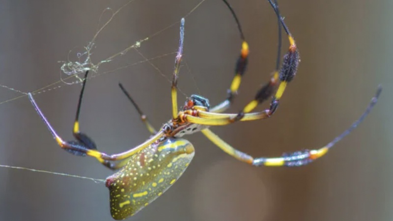 Grip structuré SPIDER