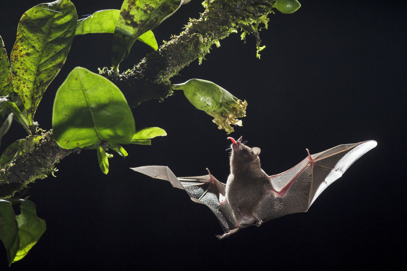 Costa Rican bats inform development of flying robots