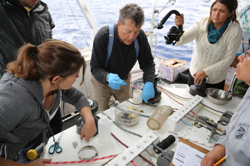Captain Charles Moore looking at plastic found in the Pacific Ocean, Great Pacific Garbage Patch