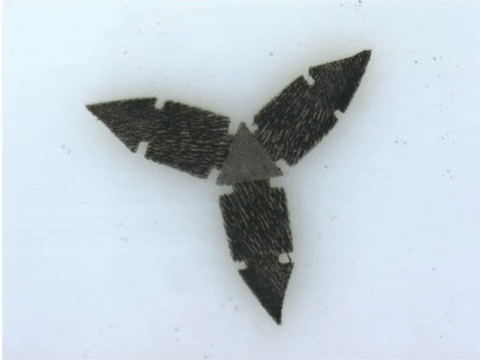 A gif of the University of Toronto microrobot which has a gripping jaw and can carry cargo.