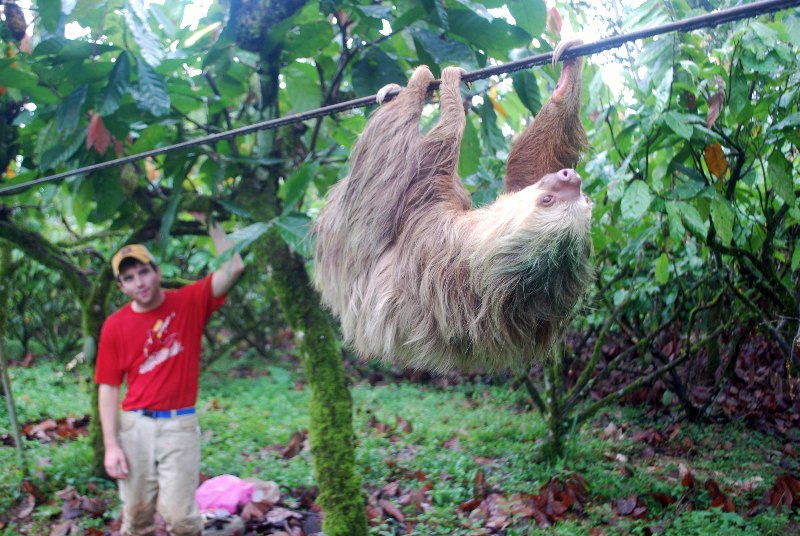 A sloth in the wild